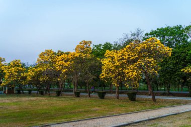 Güzel açan sarı trompet ağacı veya Tabebuia aurea yolu kenarında baharda bahçede ve Tayland 'da günbatımında parkla çiçek açan.