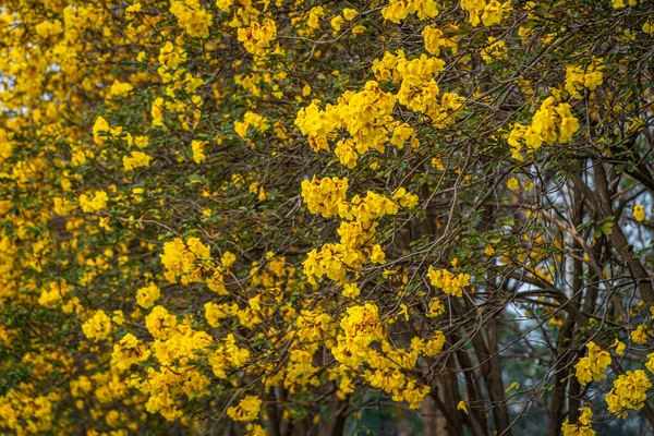 Beautiful Blooming Yellow Golden Tabebuia Chrysotricha Flowers Yellow Trumpet Blooming — Fotografia de Stock