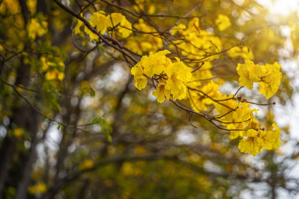 Beautiful Blooming Yellow Golden Tabebuia Chrysotricha Flowers Yellow Trumpet Blooming — Fotografia de Stock