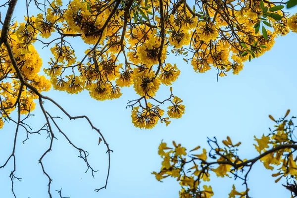 Beautiful Blooming Yellow Golden Trumpet Tree Tabebuia Blooming Park Spring — Stock Fotó