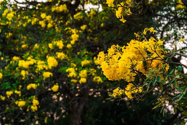 Bela Árvore Trompete Dourado Amarelo Florescendo Tabebuia Estão Florescendo Com — Fotografia de Stock