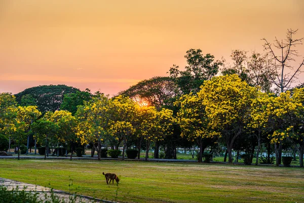 Dog Blooming Yellow Golden Trumpet Tree Tabebuia Aurea Roadside Yellow — Stok fotoğraf