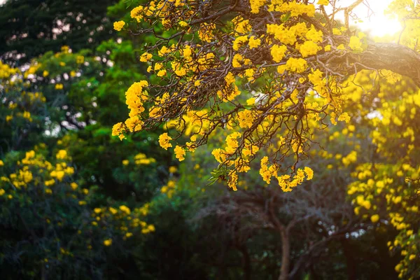 Beautiful Blooming Yellow Golden Trumpet Tree Tabebuia Blooming Park Spring — Fotografia de Stock