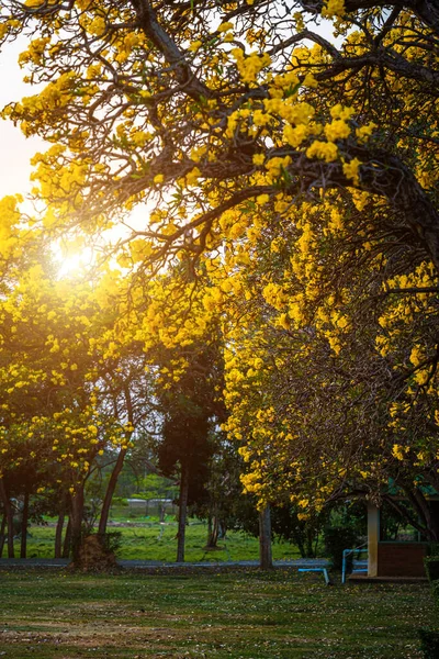 Beautiful Blooming Yellow Golden Trumpet Tree Tabebuia Aurea Roadside Yellow — Stok fotoğraf