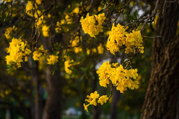 Beautiful Blooming Yellow Golden Trumpet Tree Tabebuia Blooming Park Spring — Fotografia de Stock