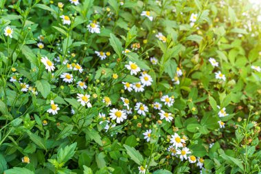 güzel beyaz deniz kıyısı papatyaları, Marguerite papatya çiçeği (Erigeron karvinskianus) veya bahar bahçesindeki Meksika papatyası.