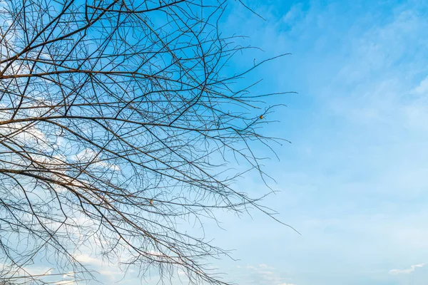 Trees Left Branches Silhouettes Trunks Branches Meadow Soil Rice Field — Fotografia de Stock