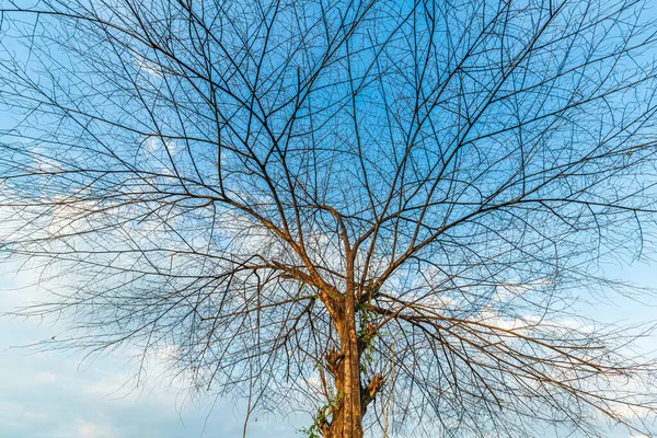 Trees Left Branches Silhouettes Trunks Branches Meadow Soil Rice Field — Fotografia de Stock