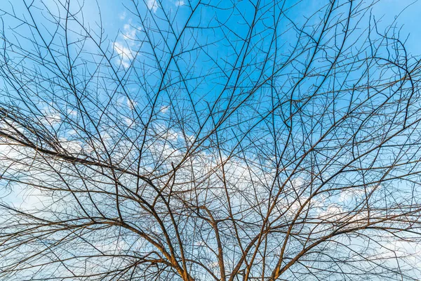 Trees Left Branches Silhouettes Trunks Branches Meadow Soil Rice Field — Fotografia de Stock