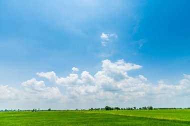 güzel hava atmosferi parlak mavi gökyüzü arkaplan soyut temiz doku ile beyaz bulutlar yeşil mısır tarlası 