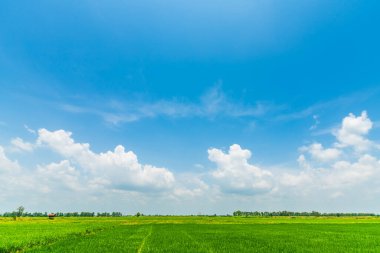güzel hava atmosferi parlak mavi gökyüzü arkaplan soyut temiz doku ile beyaz bulutlar yeşil mısır tarlası 