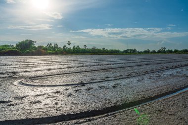 Çeltik tarlasını hazırlamak için pirinç tohumlarını kabarık bulutlarla doldurmak için pirinç tarlasında çamur ve su manzarası..