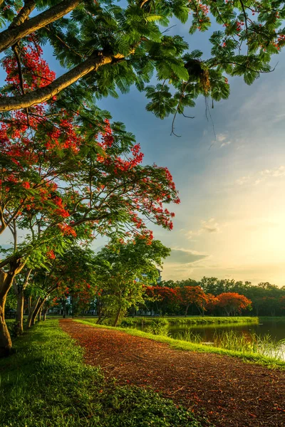 Yol Manzarası Tropikal Kırmızı Çiçekler Royal Poinciana Veya Rezervuarın Alev — Stok fotoğraf
