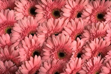 Pembe çiçek deseni