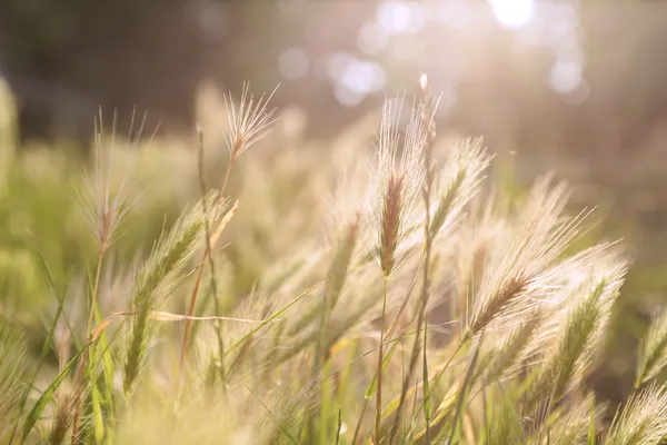 Luce del sole — Foto Stock