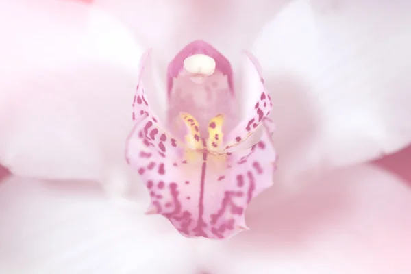 White and pink orchid — Stock Photo, Image