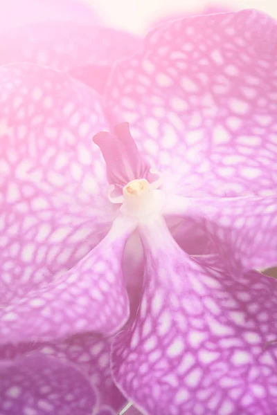 White & Purple Orchid — Stock Photo, Image