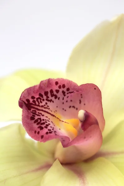 Yellow Orchid flower — Stock Photo, Image