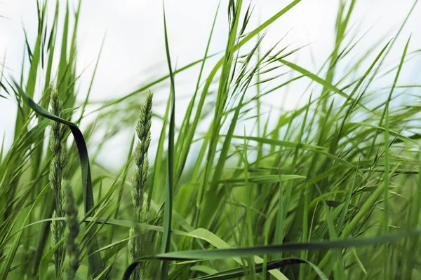 Close-up van een gras in het veld — Stockfoto