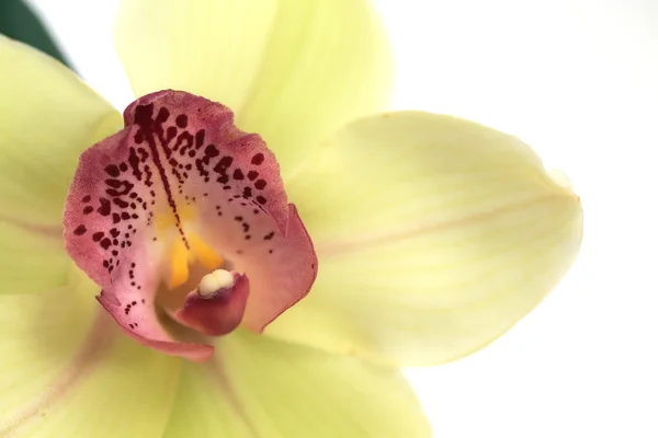 Flor amarela da orquídea fechar Fotos De Bancos De Imagens Sem Royalties