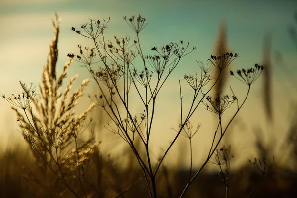 Gräs i vackra höst solnedgång — Stockfoto
