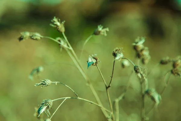 Gräs på vinden — Stockfoto