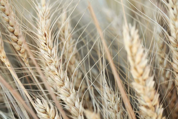 Wheat — Stock Photo, Image