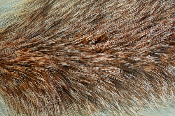 Animal fur close up — Stock Photo, Image