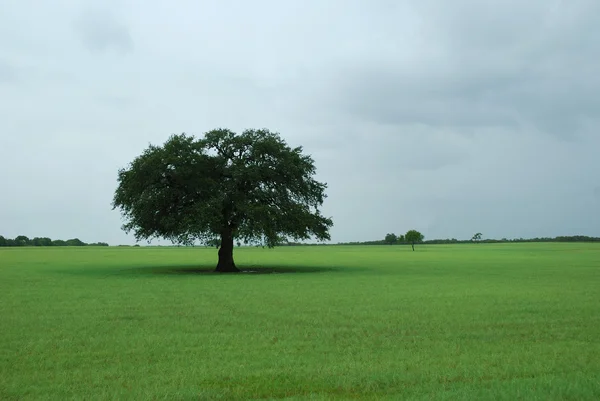 Roble solitario — Foto de Stock