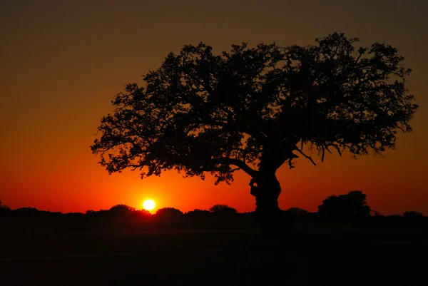Sunset Live Oak — Stock Photo, Image