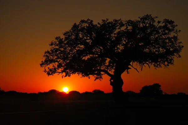 Rovere dal vivo al tramonto — Foto Stock