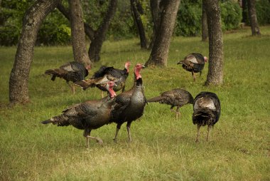 Turkey Flock clipart