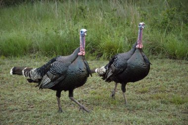 Wild turkey çifti