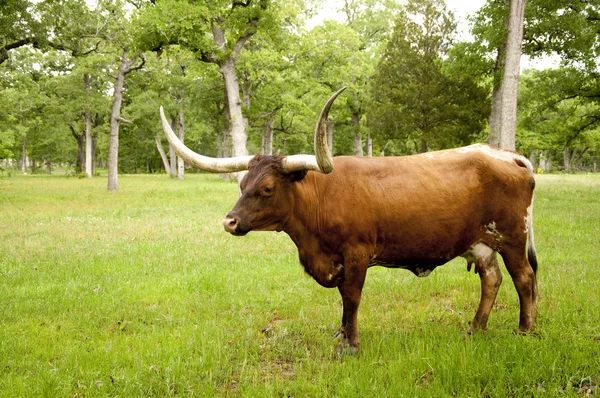 Vaca marrom com chifres — Fotografia de Stock