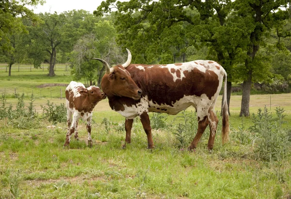 Cow and Calf — Stock Photo, Image