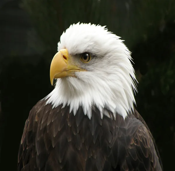 Eagle Head — Stock Photo, Image