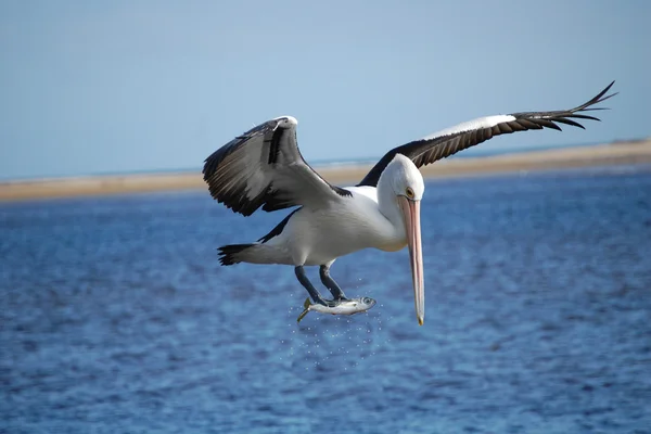 Fishing Pelican — Stock Photo, Image