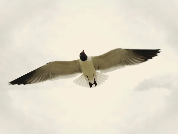 Jonathan Flies Again — Stock Photo, Image