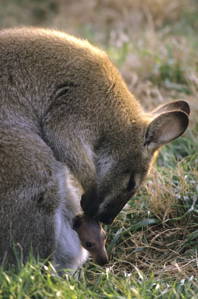 Kangaroo Love