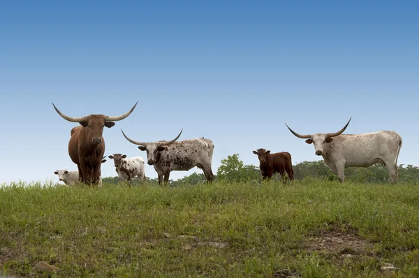 Longhorn inekler tepe üzerinde — Stok fotoğraf