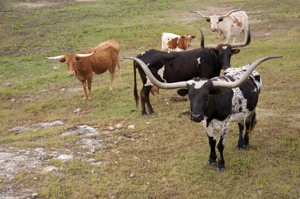 Vaches de Longhorn — Photo