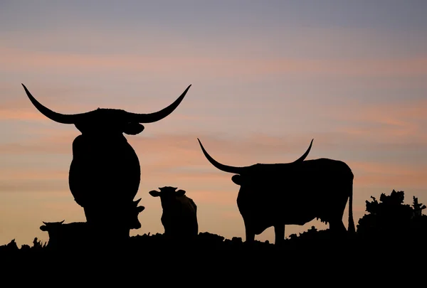 Longhorn Overlook — Stockfoto