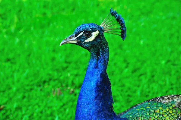 Pfau-Profil — Stockfoto