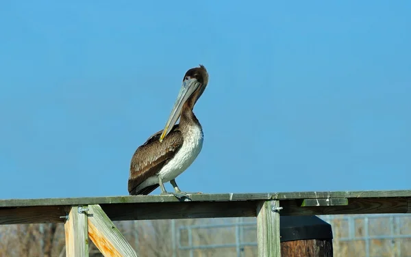 Pelican Watch — Stock Photo, Image