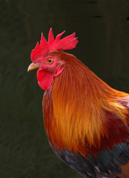 Red Rooster — Stock Photo, Image