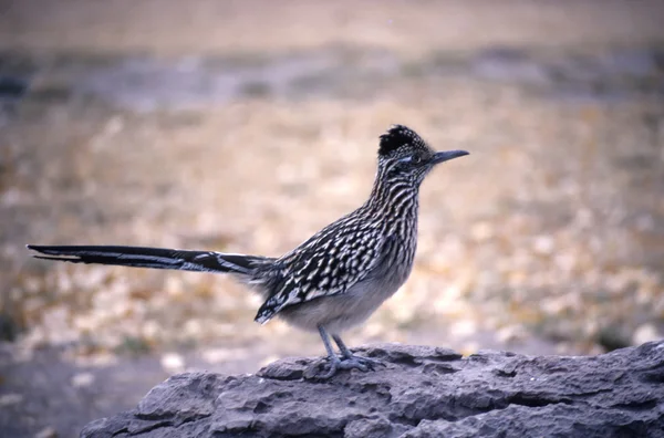 Roadrunner