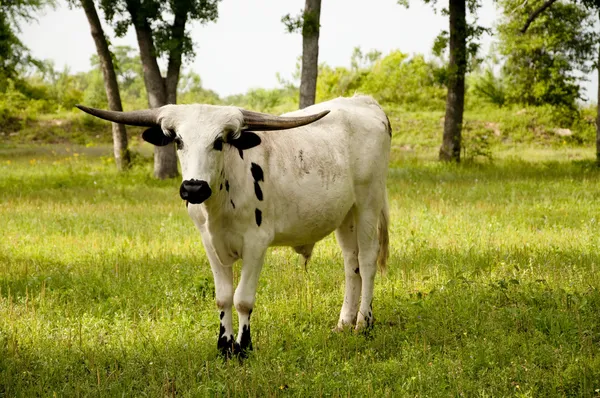 Touro de rodeio — Fotografia de Stock