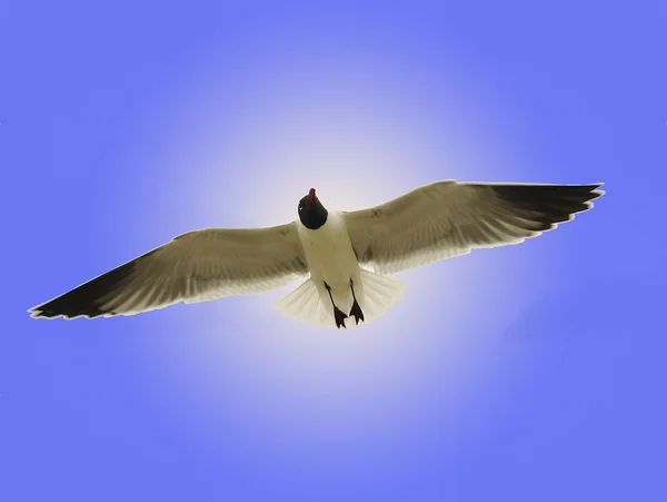 Spirit of the Seagull II — Stock Photo, Image