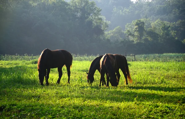 Three Horses — Stock Photo, Image