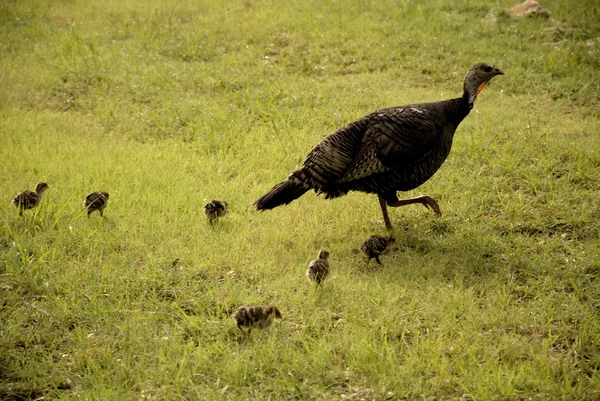 Turkey Hen with Chicks — Stock Photo, Image